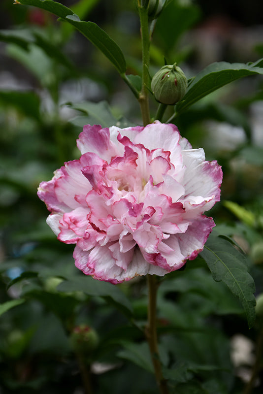 Danica Rose of Sharon - Hibiscus syriacus - 6 Gallon Potted Shrub