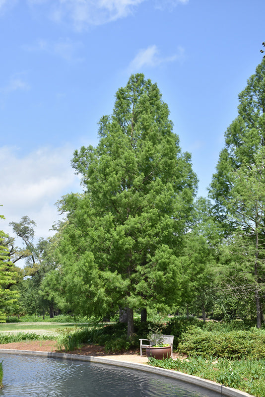 Baldcypress - Taxodium distichum - 84" Ball & Burlap Tree
