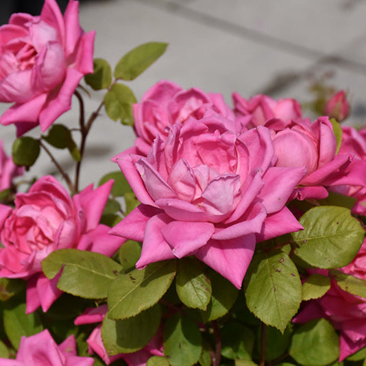 Rose Double KO Pink - 3 Gallon Pot