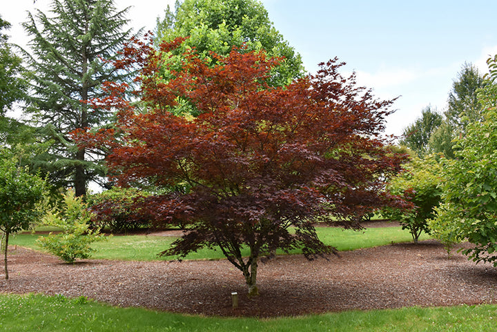 Crimson Prince Japanese Maple - Acer palmatum 'Crimson Prince' - 5' Foot Ball & Burlap Tree