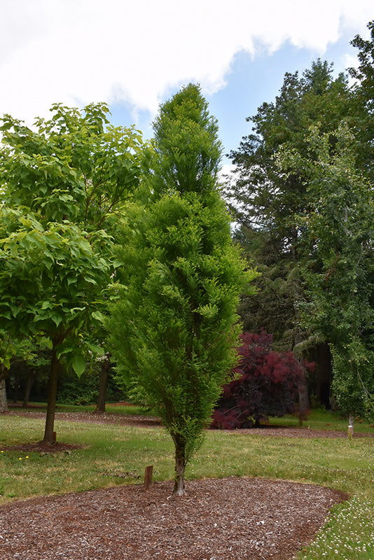 Lindsey's Skyward Bald Cypress - Taxodium distichum - 2" Caliper Ball & Burlap Tree