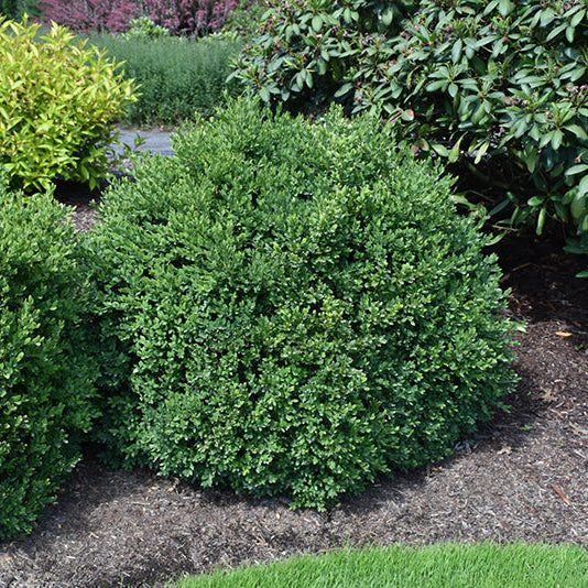 Buxus Green Velvet - 3 Gallon Potted Evergreen Shrub