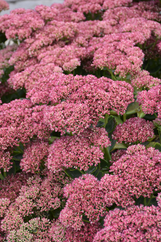 Sedum Stonecrop Autumn Fire - 6" Perennial - 6" Potted Perennial