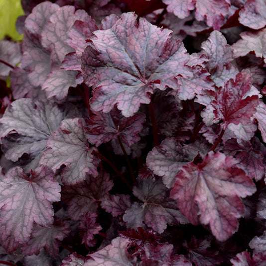 Heuchera Coral Bell Plum Pudding - 8" Potted Perennial