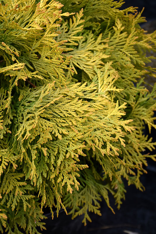 Golden Globe Arborvitae - Thuja occidentalis - 3 Gallon Potted Evergreen Shrub