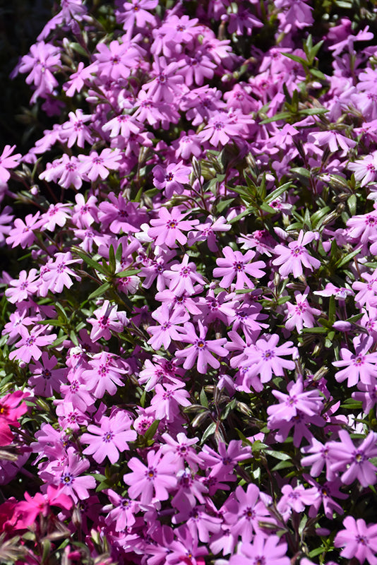 Phlox Creeping Phlox Creeping Fort Hill - 6" Perennial - 6" Potted Perennial