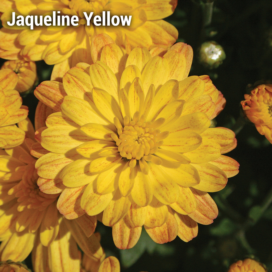 Jacqueline Yellow Garden Mum