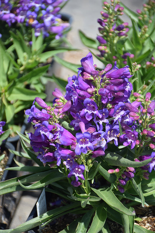 Penstemon Beardtongue Rock Candy Blue - 8" Potted Perennial