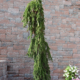 Weeping Norway Spruce - Picea abies 'Pendula' - 5-6 Foot Ball & Burlap Tree