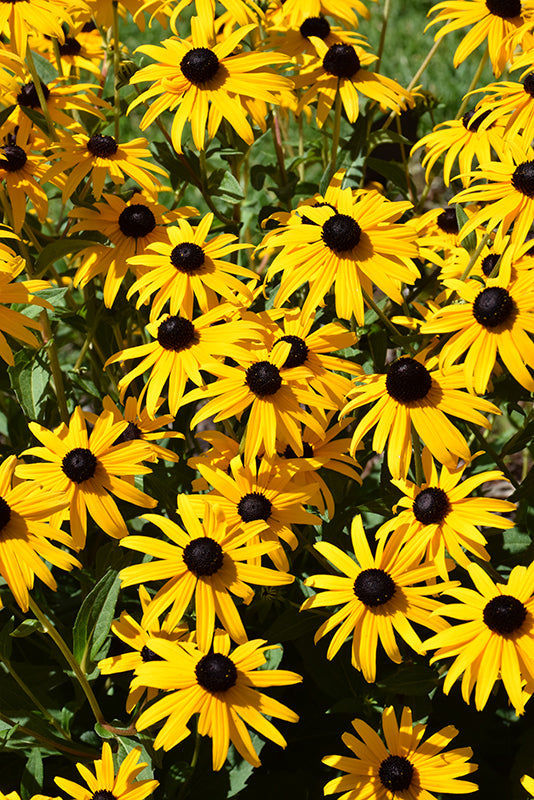 Rudbeckia Black Eyed Susan Goldsturm - 8" Potted Perennial