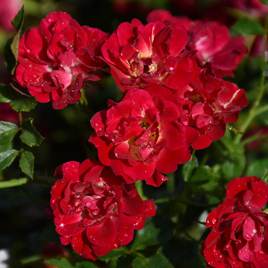 Rose Drift Red - 2 Gallon Pot