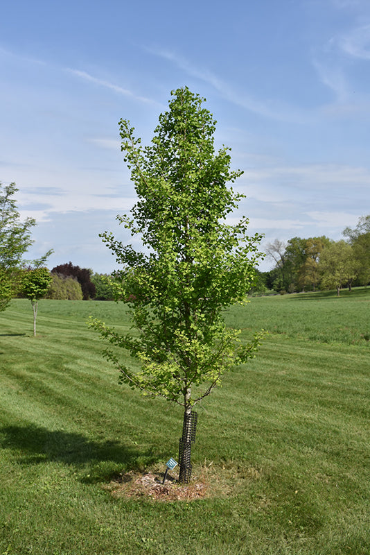 Elmwood Ginkgo - Ginkgo biloba 'Elmwood' - 6'-7' Foot Ball & Burlap Tree