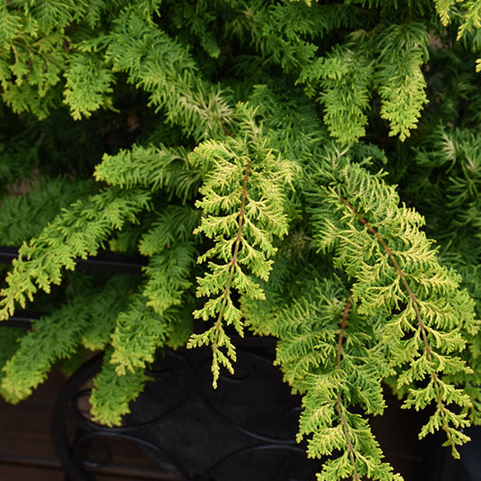 Fernspray Gold Hinoki Cypress - Chamaecyparis obtusa - 6 Gallon Potted Evergreen Shrub
