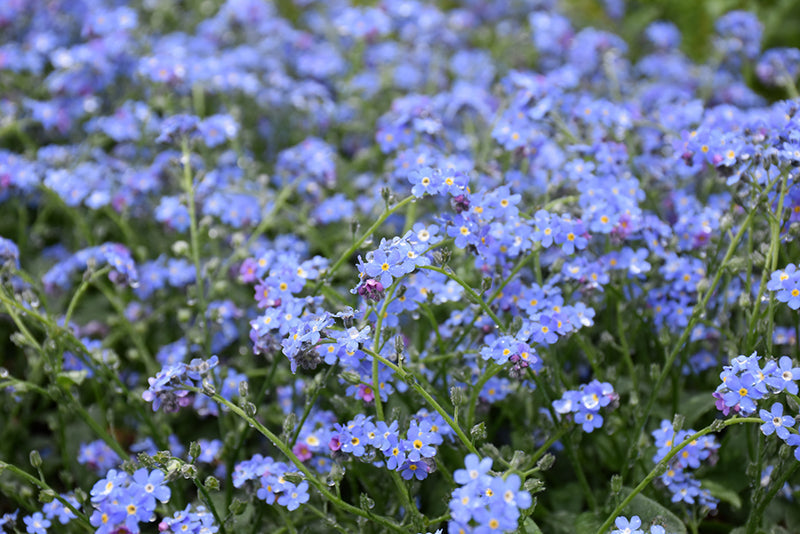 Myosotis Forget Me Not Victoria Blue - 6" Perennial - 6" Potted Perennial