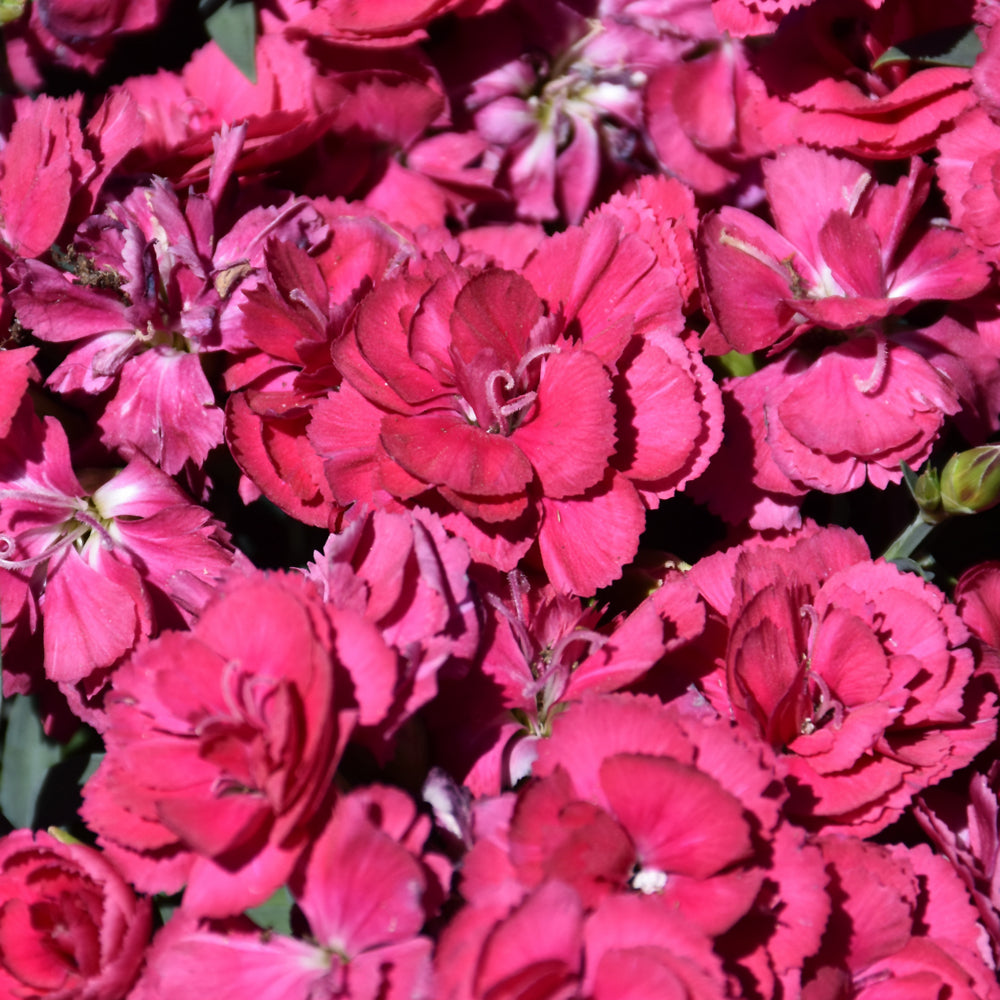 Constant Beauty® Crush Burgundy Pinks, 1 Gal