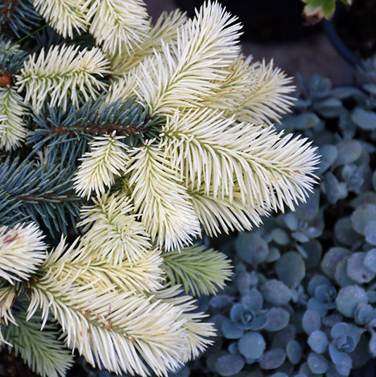Spring Gold Colorado Spruce - Picea pungens 'Niemetz' - 6 Gallon Potted Shrub