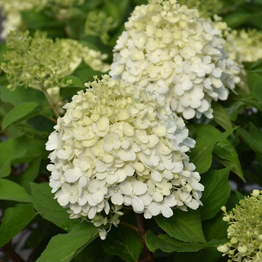 Hydrangea Little Lime Punch - 8" Pot