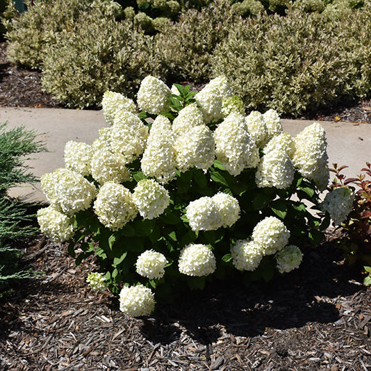 Hydrangea Little Lime Punch - 8" Pot