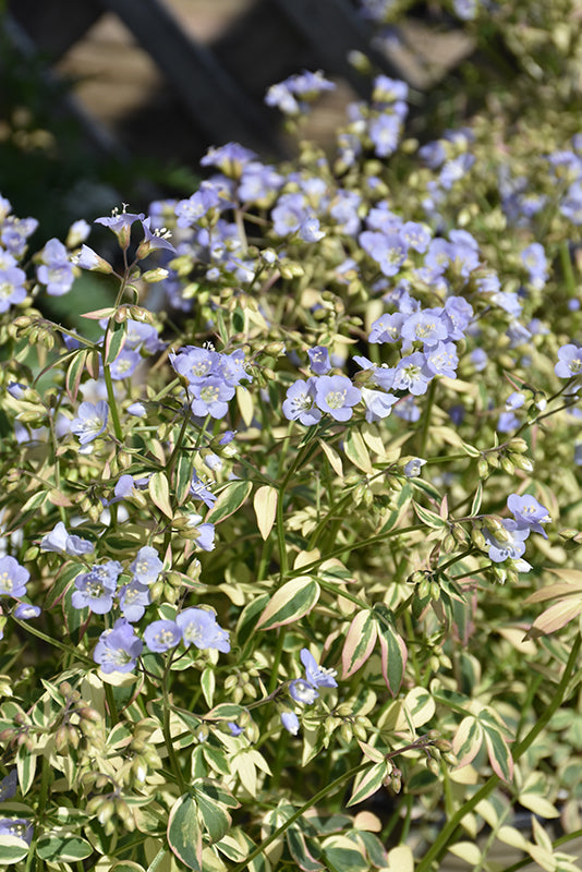 Polemonium Jacobs Ladder Stairway To Heaven - 8" Potted Perennial