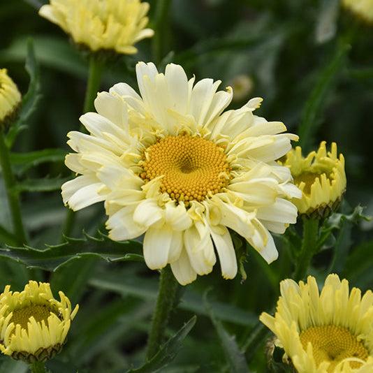 Leucanthemum Shasta Daisy Sweet Daisy Izabel - 8" Potted Perennial