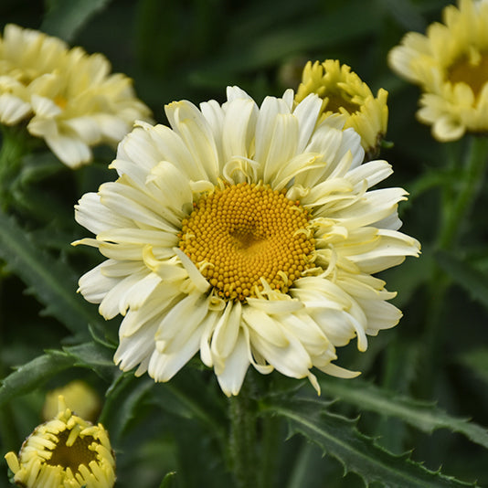 Leucanthemum Shasta Daisy Sweet Daisy Izabel - 8" Potted Perennial