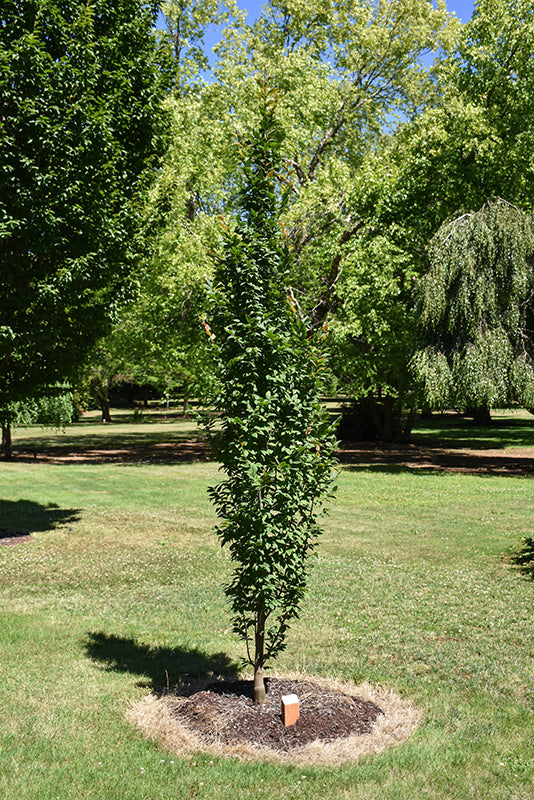 Lucas Columnar Hornbeam - Carpinus betulus 'Lucas' - 2.5" Caliper Ball & Burlap Tree