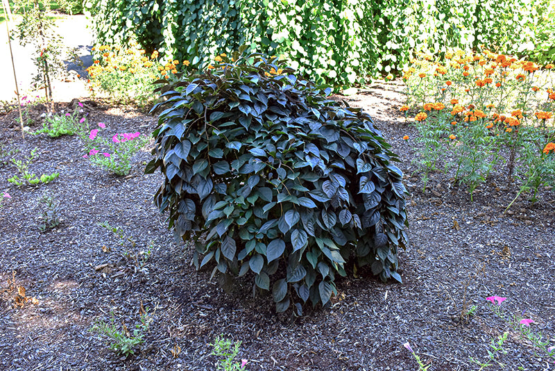 Nightfall® Japanese Snowbell - Styrax japonicus - 20# Gallon Potted Tree