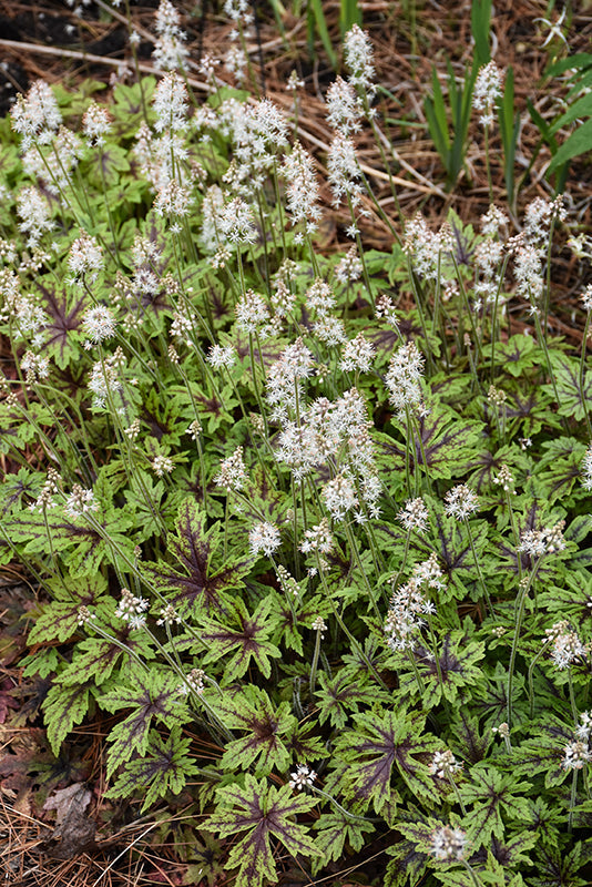 Tiarella Foam Flower Cutting Edge - 8" Potted Perennial
