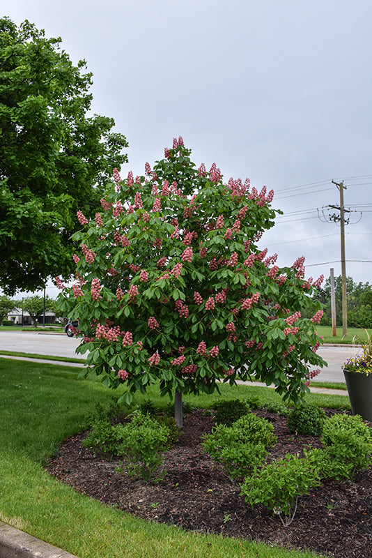 Fort McNair Red Horse Chestnut - Aesculus x carnea 'Fort McNair' - 2" Caliper Ball & Burlap Tree
