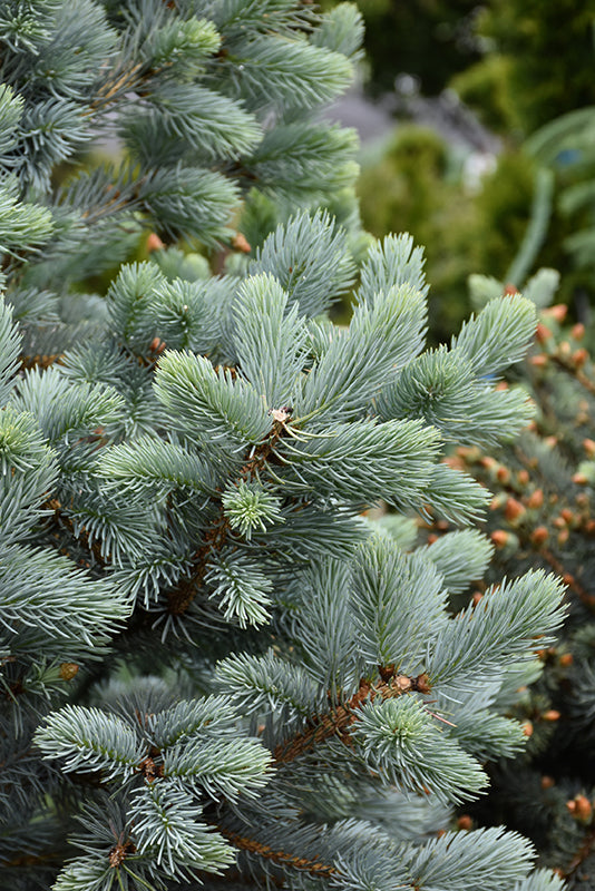 Baby Blue Blue Spruce - Picea pungens - 5-6 Foot Ball & Burlap Tree