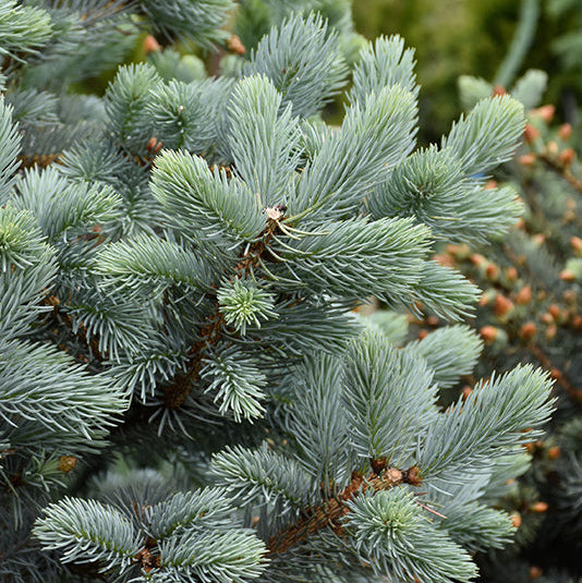 Baby Blue Spruce - Picea pungens - 5-6 Foot Ball & Burlap Tree