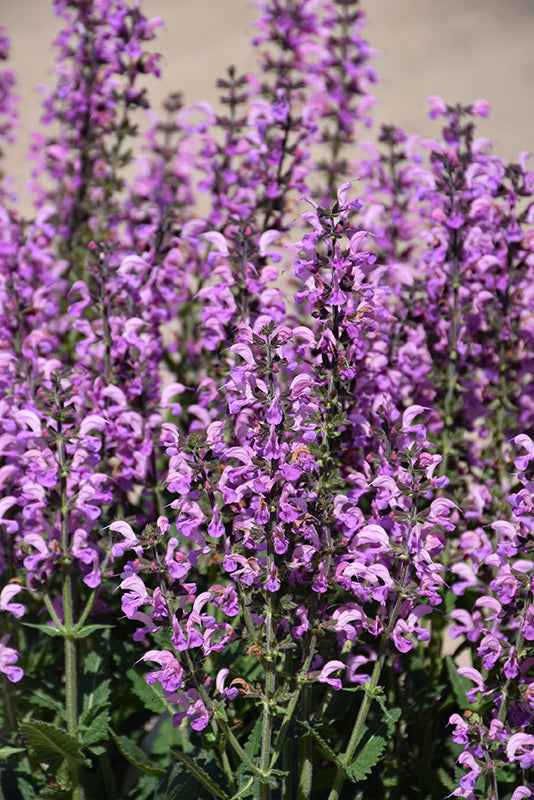Salvia Sage Color Spires Back To The Fuchsia - 8" Potted Perennial
