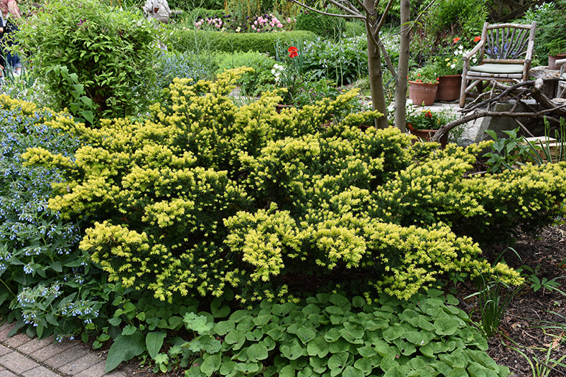 Dwarf Bright Gold Yew - Taxus cuspidata - 5 Gallon Potted Evergreen Shrub