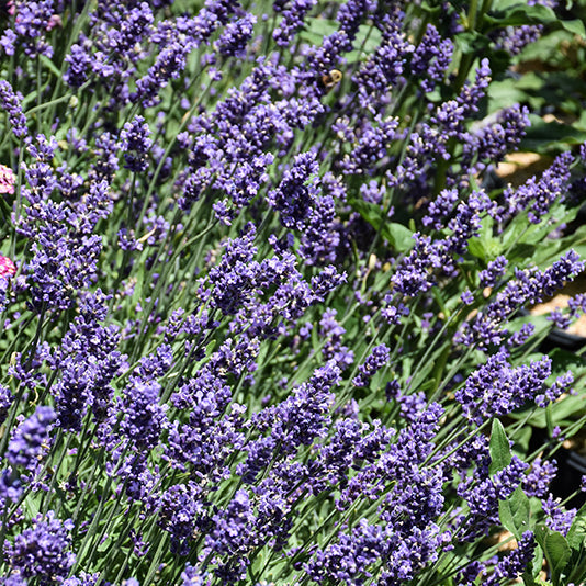 Lavandula Lavender Superblue - 8" Potted Perennial