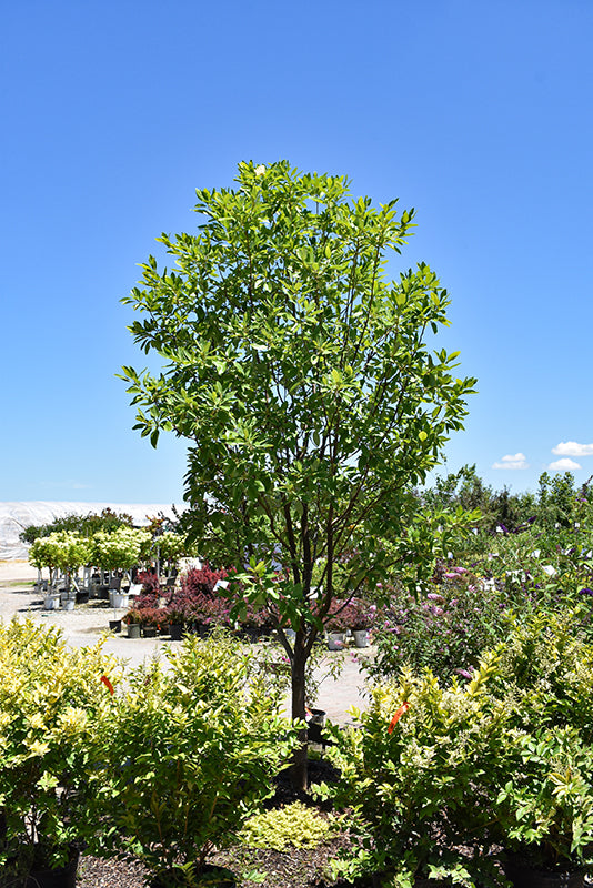 Moonglow Sweetbay Magnolia - Magnolia virginiana 'Jim Wilson' - 15# Gallon Potted Tree