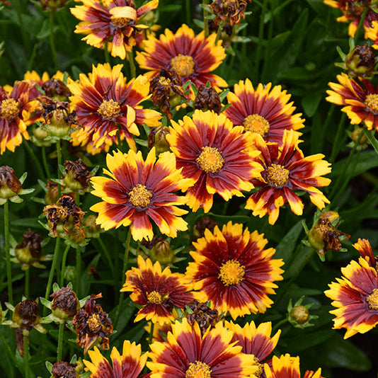 Coreopsis Tickseed Uptick Red - 8" Potted Perennial