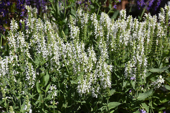 Salvia Sage Lyrical White - 8" Potted Perennial
