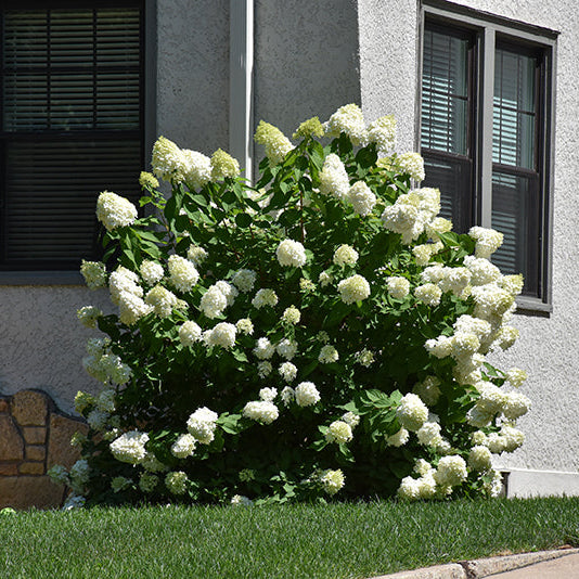 Hydrangea Limelight Prime - 3 Gallon Pot