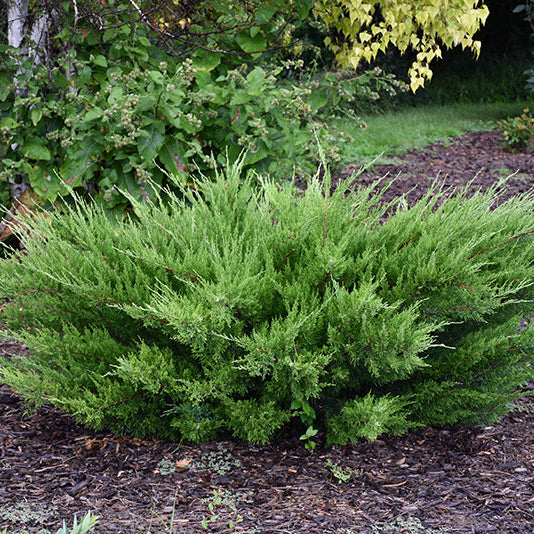Juniper Sea Green - 3 Gallon Pot
