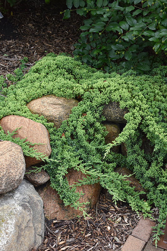 Dwarf Japanese Garden Juniper - Juniperus procumbens 'Nana' - 3 Gallon Potted Trailing Evergreen Shrub