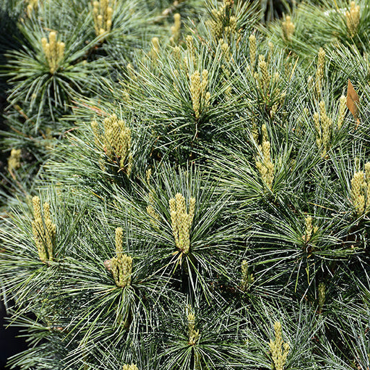 Blue Shag White Pine - Pinus strobus - 6 Gallon Potted Shrub