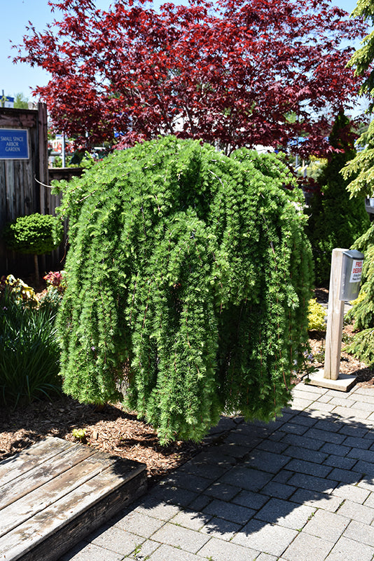 Weeping European Larch (Serpentine) - Larix decidua 'Pendula' - 15 Gallon 4-5' Foot Potted Tree