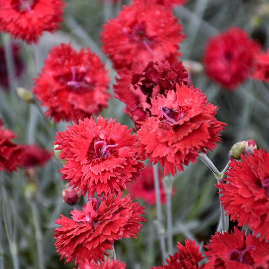 Dianthus Pinks Fruit Punch Maraschino - 6" Perennial - 6" Potted Perennial