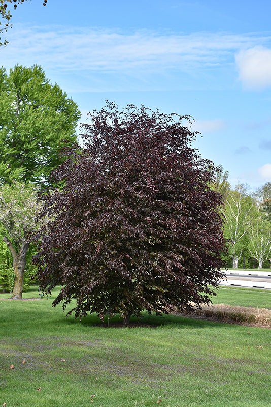 Rivers Purple Beech - Fagus sylvatica 'Riversii' - 1.75" Caliper Ball & Burlap Tree