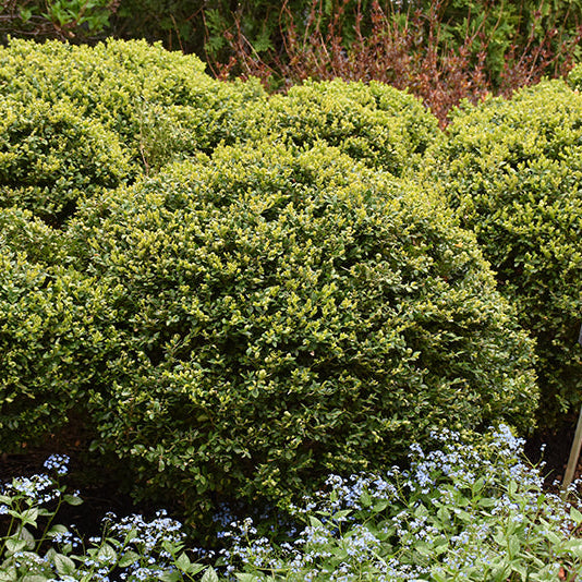 Buxus Green Velvet - 3 Gallon Potted Evergreen Shrub