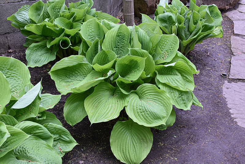 Hosta Plantain Lily Sum & Substance - 8" Potted Perennial