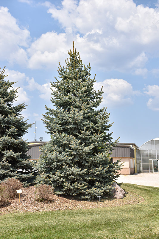 Baby Blue Blue Spruce - Picea pungens - 5-6 Foot Ball & Burlap Tree