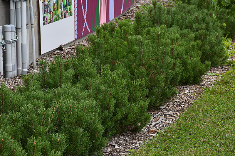 Dwarf Mugo Pine - Pinus mugo var. pumilio - 5 Gallon Potted Evergreen Shrub