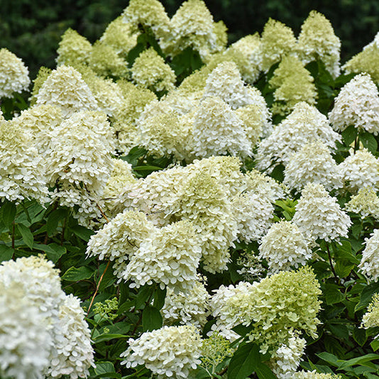 Hydrangea Limelight Prime - 3 Gallon Pot