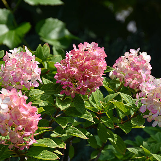 Hydrangea Little Lime Punch - 8" Pot